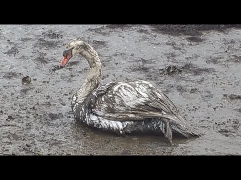 Vergüenza en la Ría de El Burgo - Cisne atrapado en lodazal