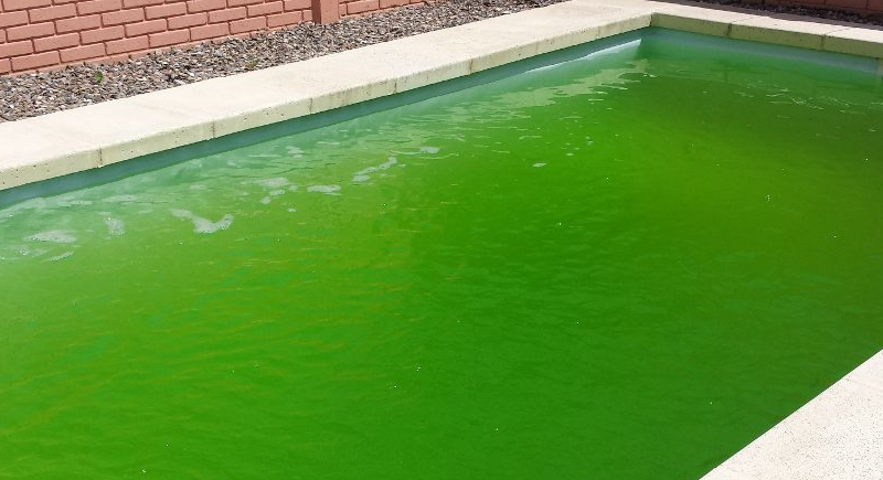 Por Qué el Agua de Mi Piscina Se Está Volviendo Verde completamente